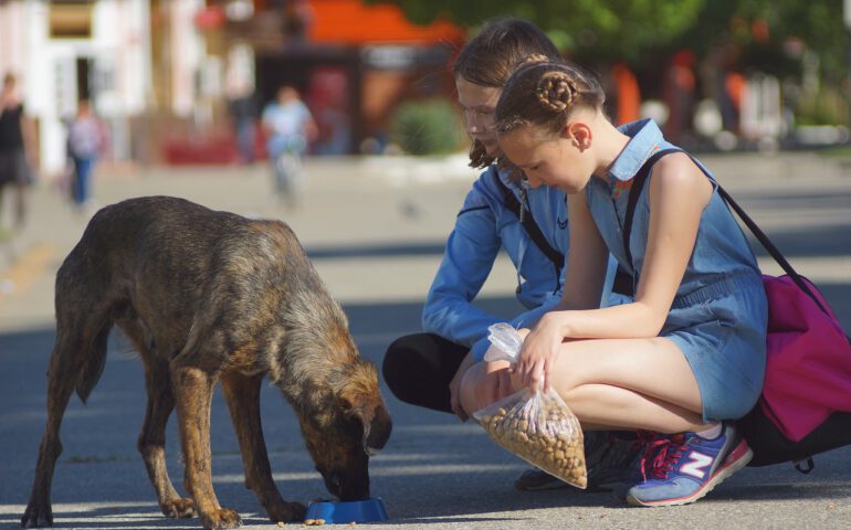 Kinder, die einem auf der Straße lebenden Hund füttern.